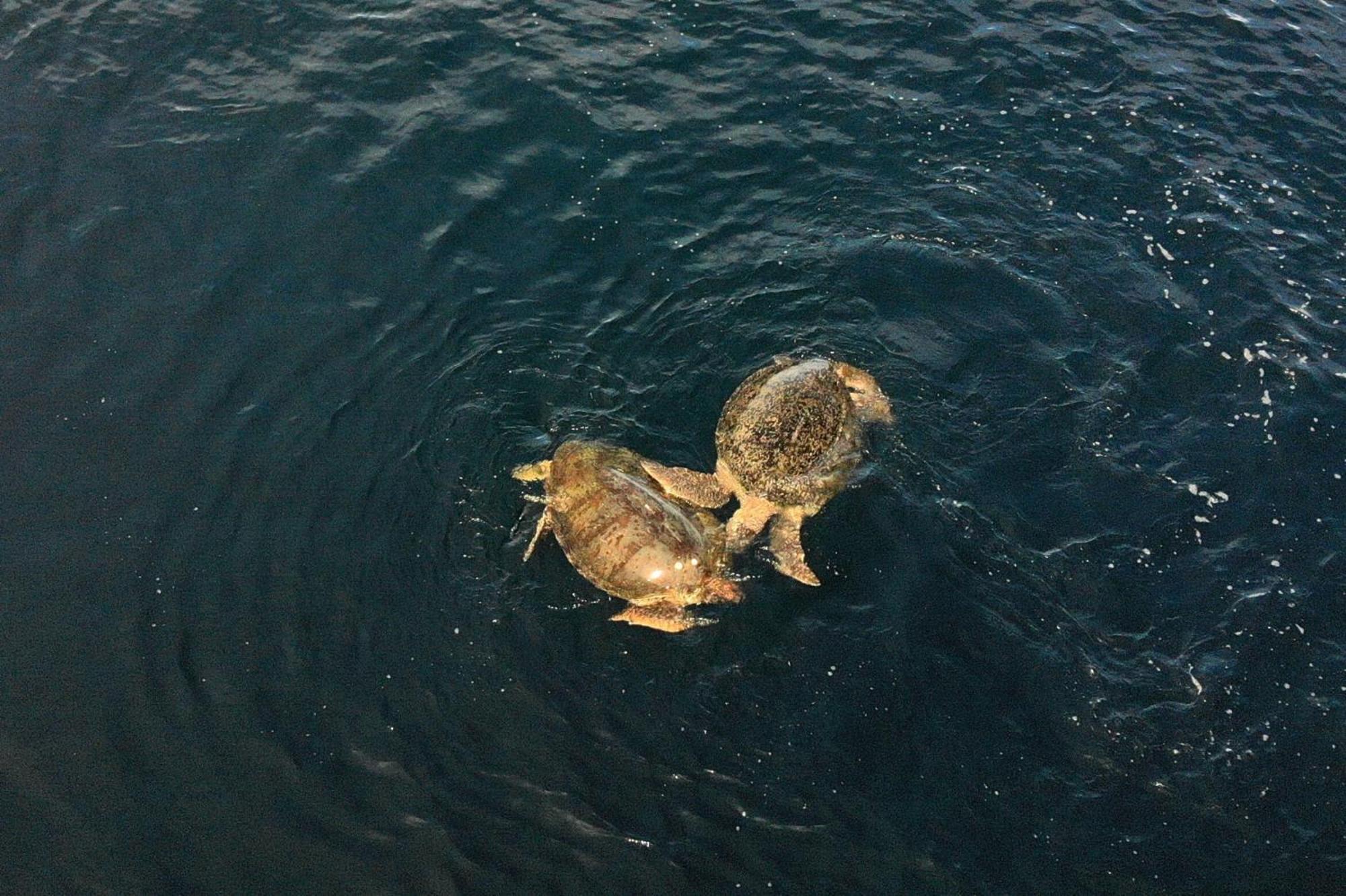 Nunukan Island Resort Maratua Island Eksteriør billede